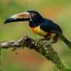 Arassari pestry - Pteroglossus torquatus - Collared Aracari 9499